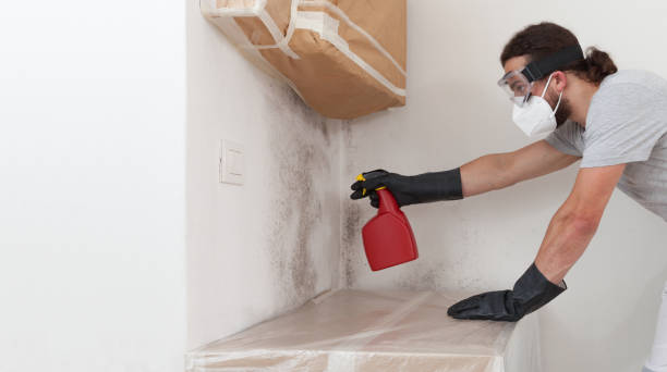 Professional Basement Mold Remediation technician working in Gasburg, VA