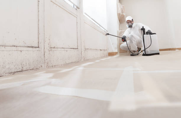 24/7 Emergency Basement Mold Remediation experts in Gasburg, VA