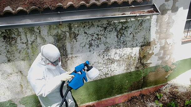 Trusted Attic Mold Removal service in Gasburg, VA - Cheap Mold Removal